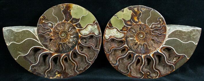 Stunning Cut & Polished Ammonite #6874